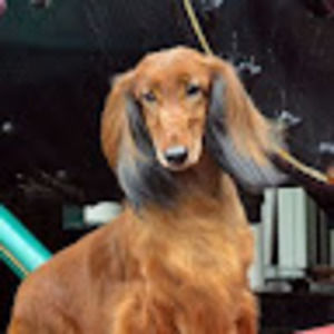 Meet your Posher, Sandy